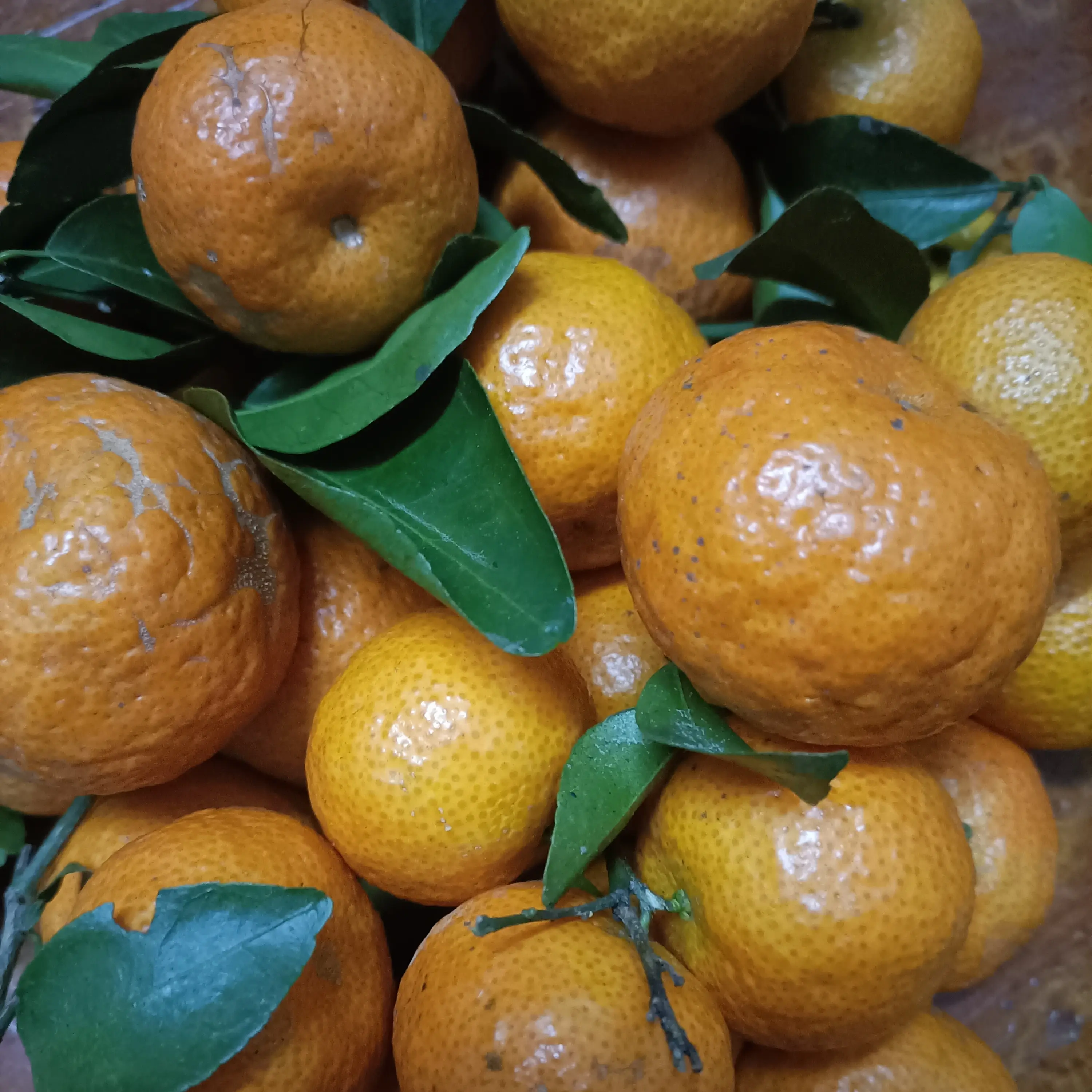 当季现摘新鲜沙糖桔酸甜多汁产地直发