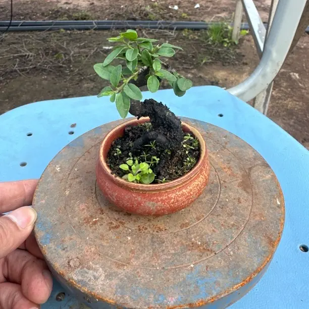 耐寒耐旱云南铁马鞭小盆景盆栽茶台小品