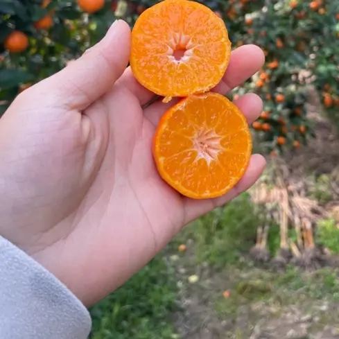 广西桂林砂糖橘新鲜应季水果甘甜多汁产地直发