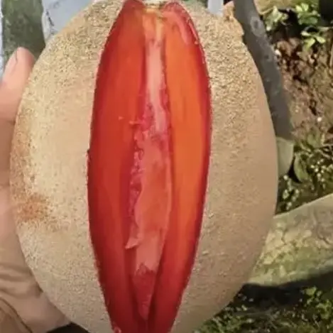 嫁接妈咪果树苗马品种南方种植带花发货庭院种植当年结果