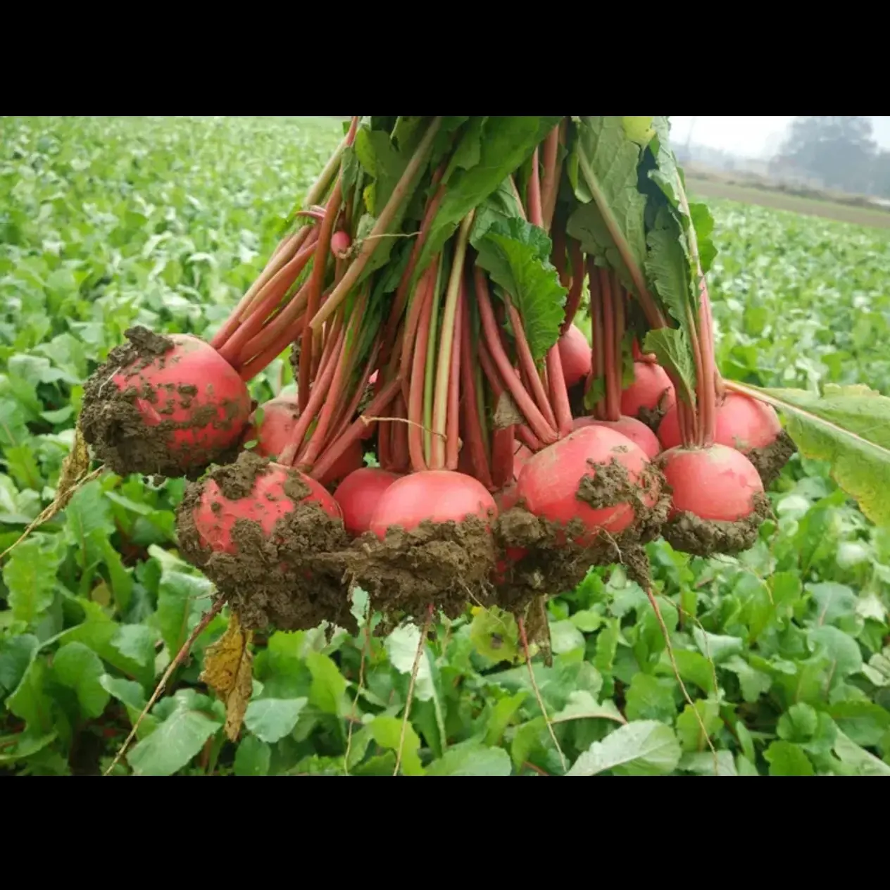 湖北农家自种新鲜红皮白心红萝卜现挖现发可做泡菜