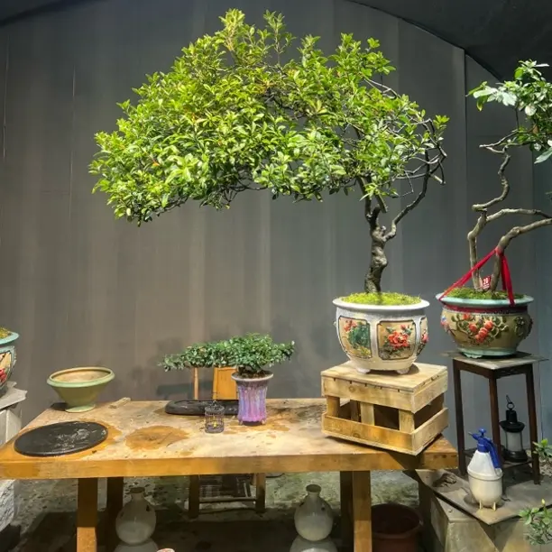 海岛春花  室内外庭院阳台造景绿植