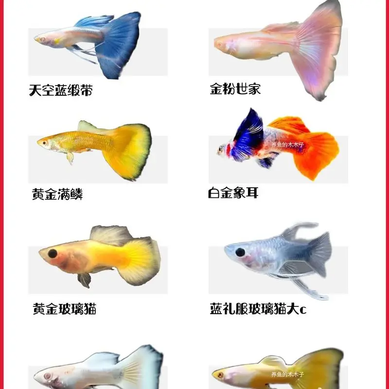 鱼希儿观赏鱼直播间链接  小型鱼热带孔雀鱼观赏鱼(入缸不报损)