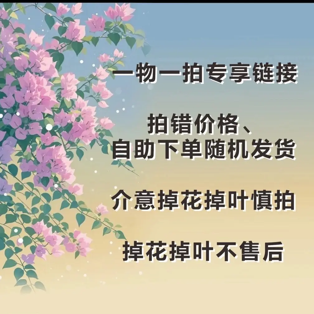 118三角梅四季勤花阳台庭院爬藤植物基地直发