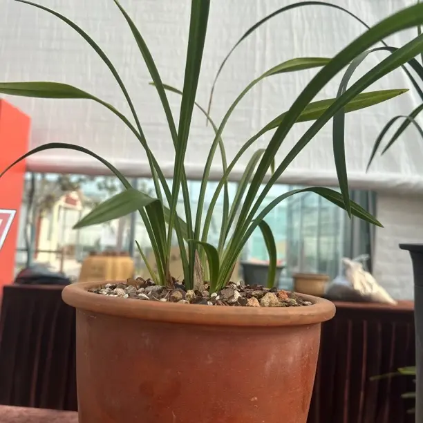 春兰直播一物一拍露天种植兰花盆栽花开浓香好养