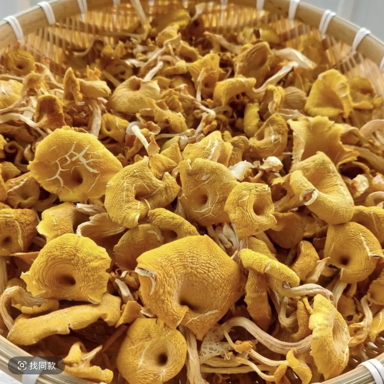 （榆黄蘑）长白山野生榆黄蘑