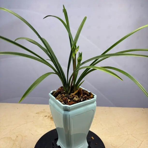 春兰花开富贵带花苞室内好养四季绿植花卉