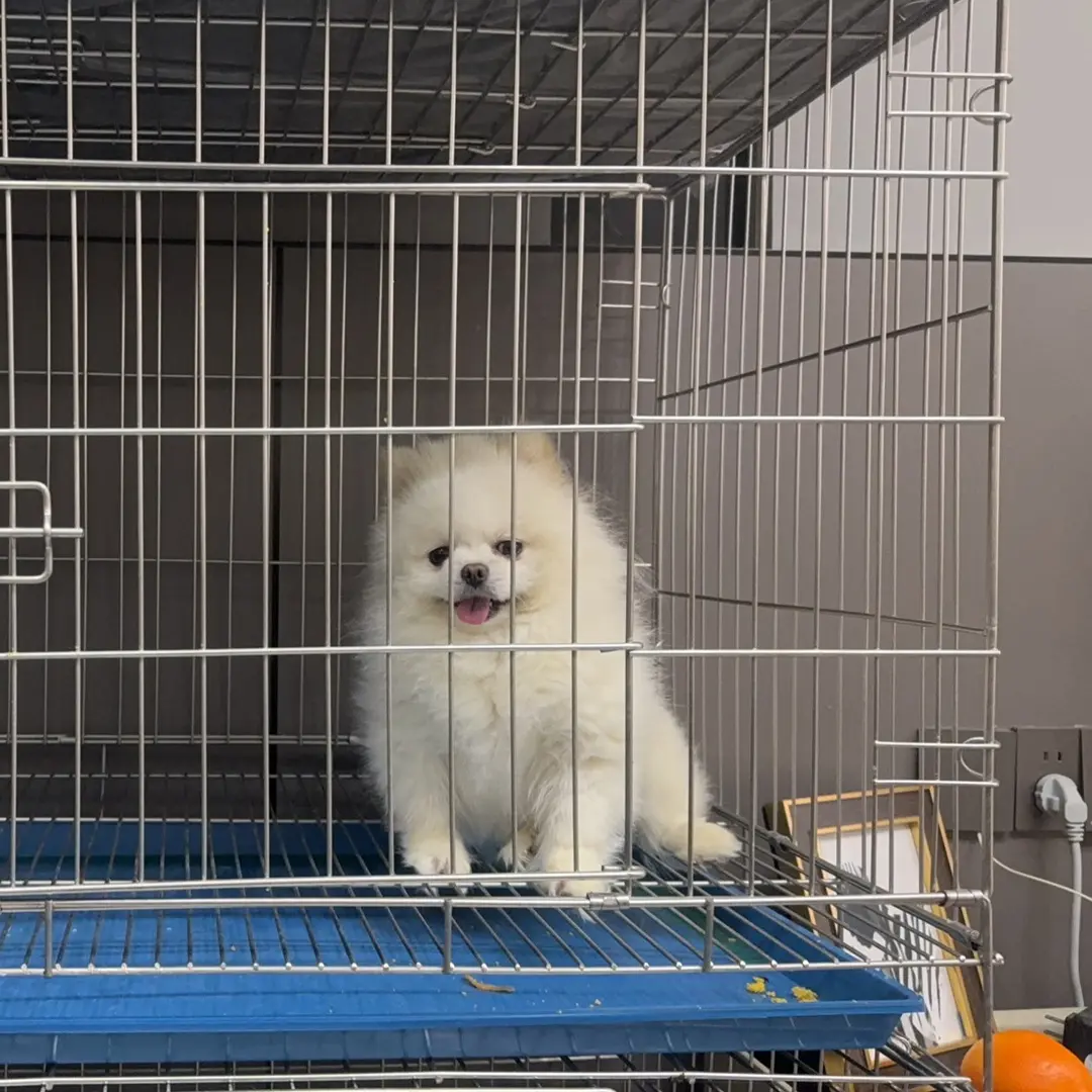 加粗加厚折叠带托盘狗笼子狗狗室内家用中小型大型犬宠物笼