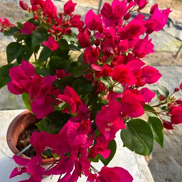 绿叶玫瑰红三角梅盆栽四季开花耐热庭院阳台绿植花卉