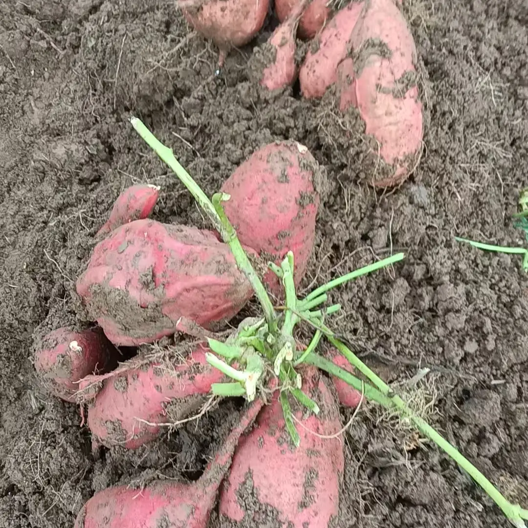 红皮黄心现挖新鲜农家高原种植粉糯香甜蜜薯