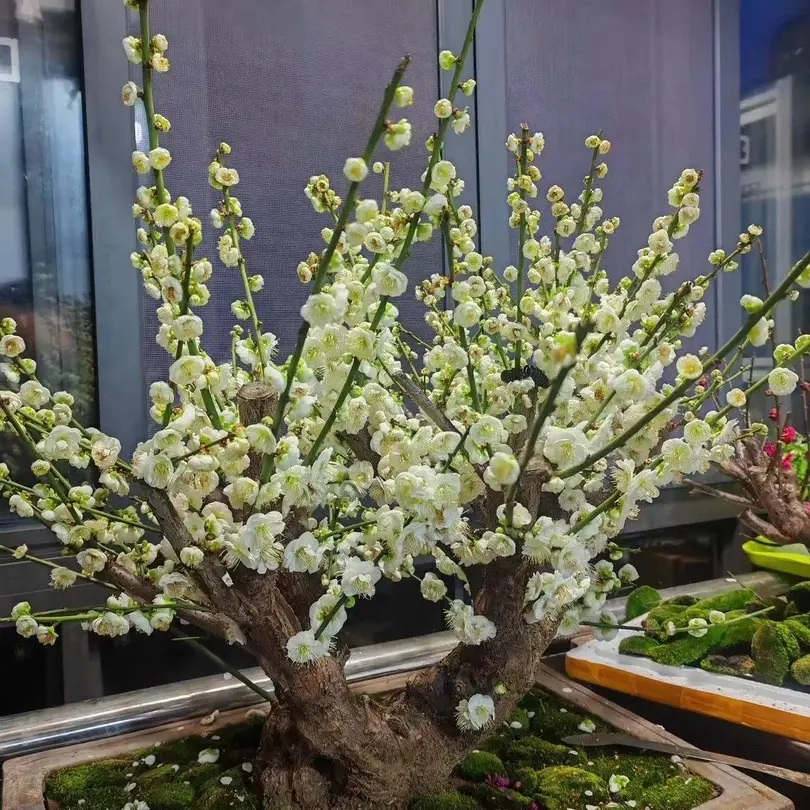 老桩梅花盆栽耐寒浓香型带花苞庭院阳台花卉