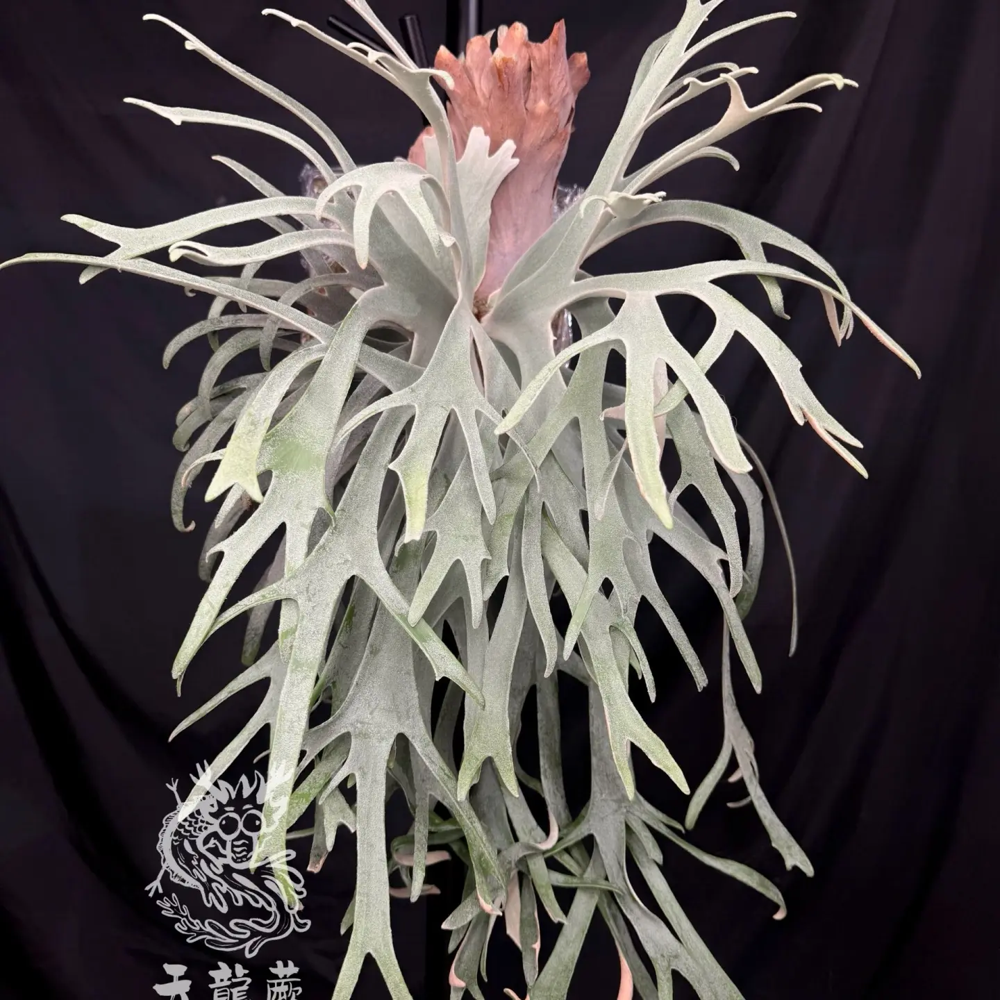 波哥苏丹*赛尔索（侧芽）from天龙蕨