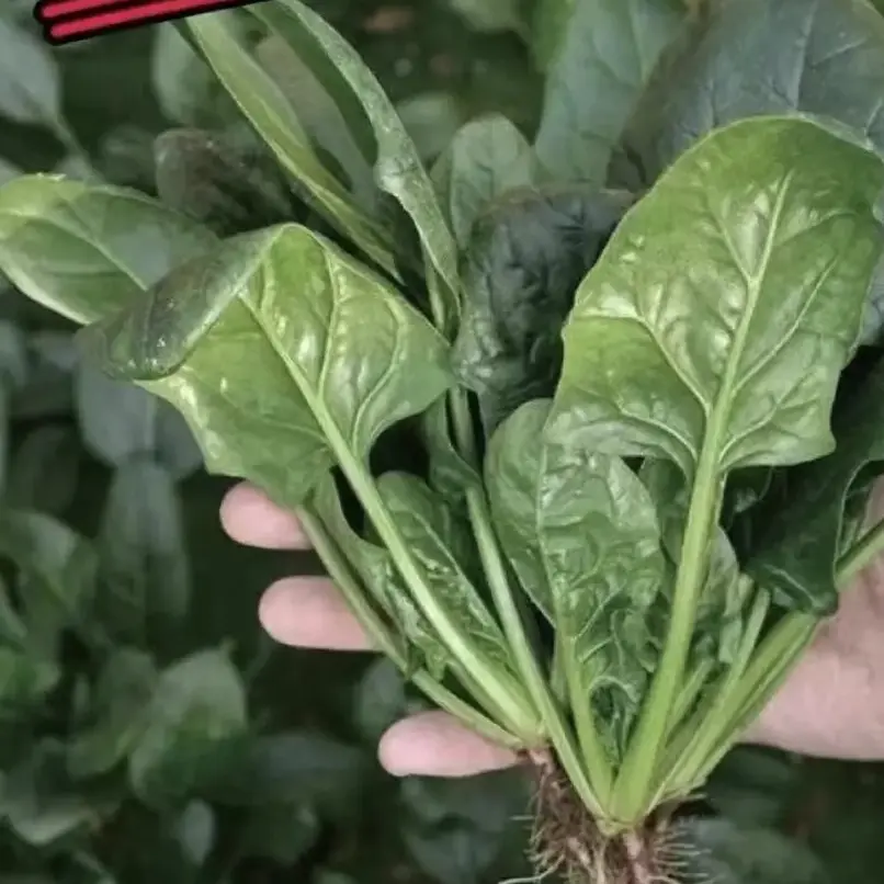 【双哥土特产】皖家农家露天霜打趴地红根矮杆新鲜现挖小菠菜