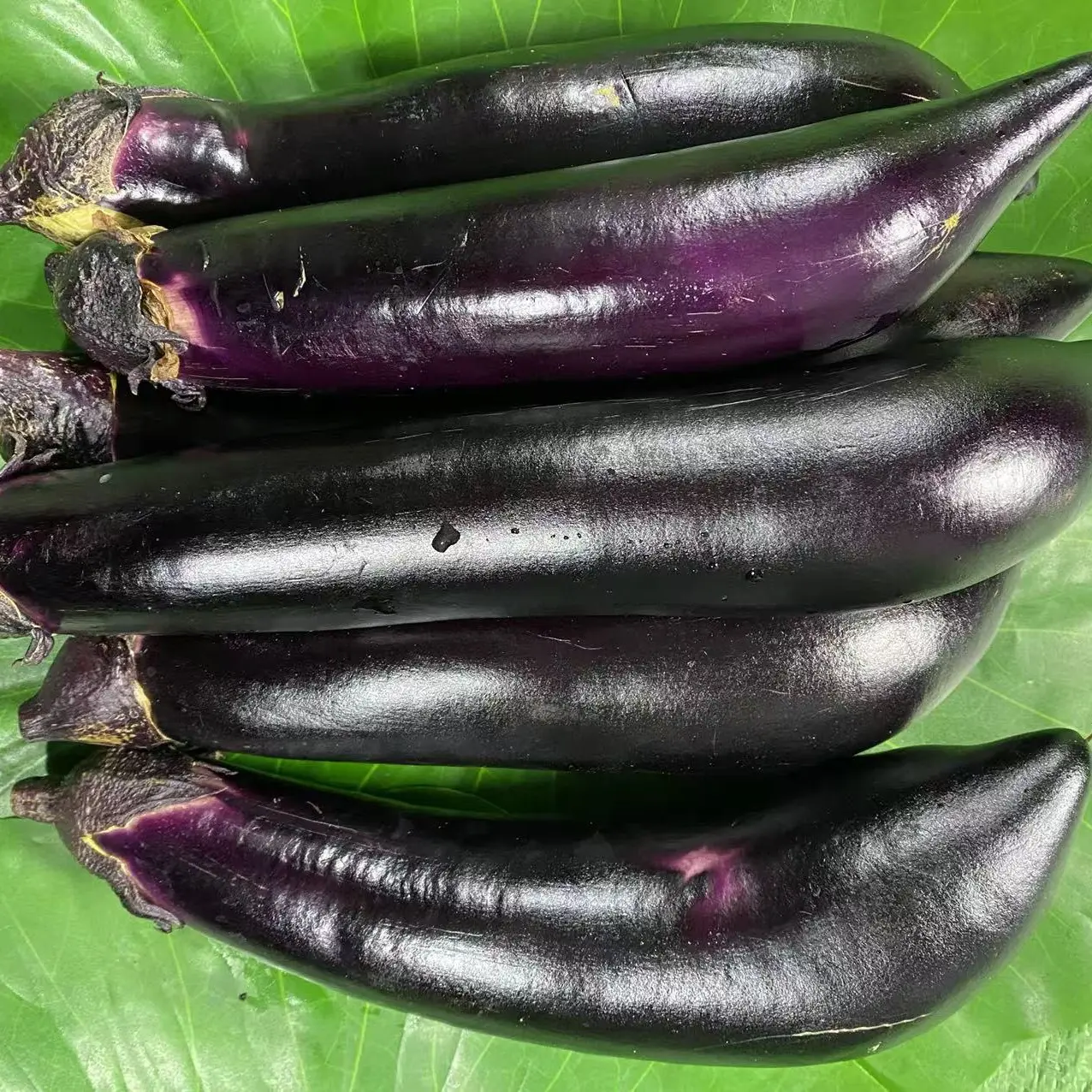 新鲜紫茄子可生吃蘸酱农家自种现摘蔬菜
