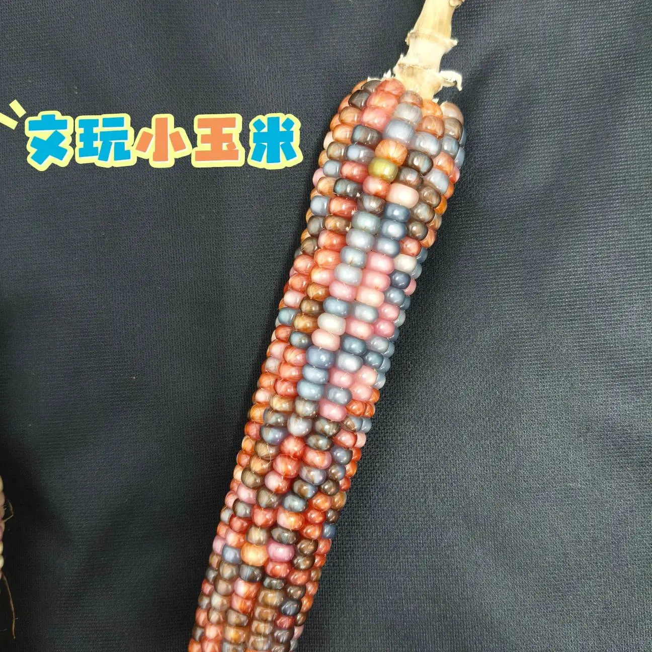 七彩琉璃文玩玉米手把件直播间