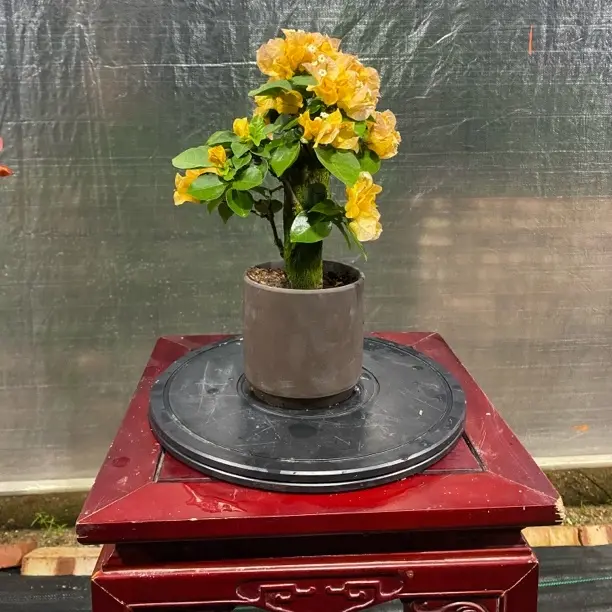 （一物一拍）三角梅盆景小老桩