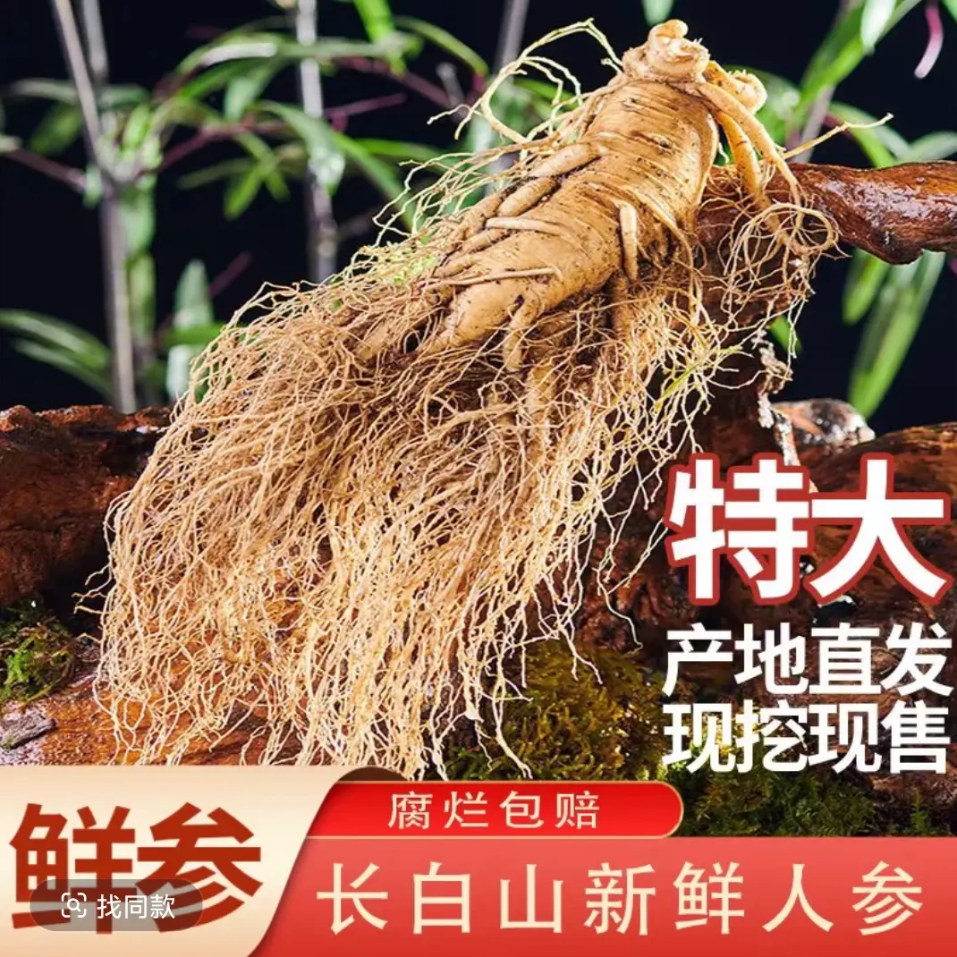 长白山新鲜高龄特大号1支半斤人参送礼泡酒包邮产地直发