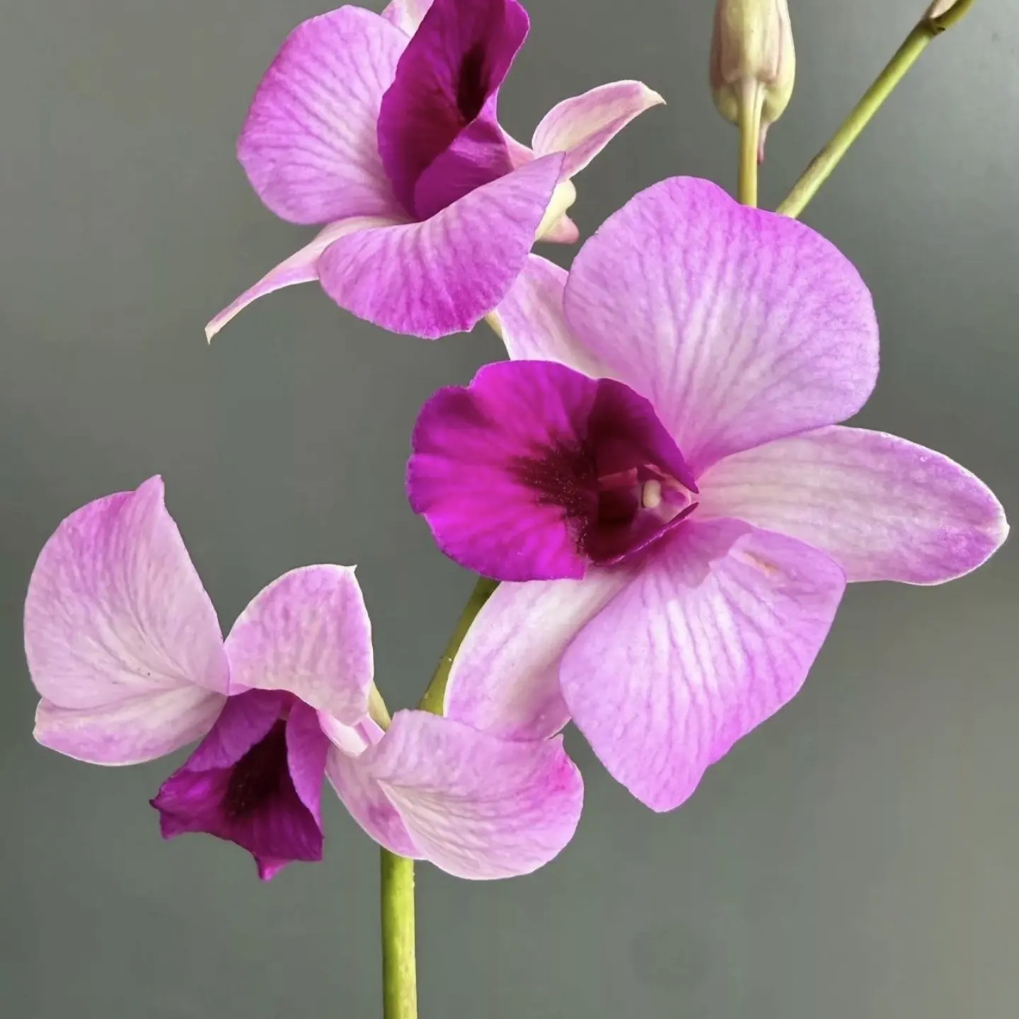 秋石斛兰 史蒂芬 带花苞