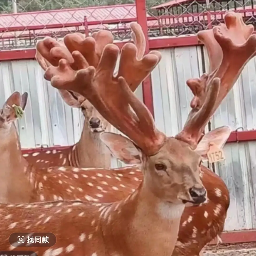 （鹿产品）直播间下单以实物为准