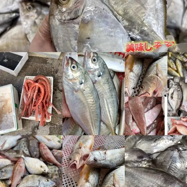 汕尾本港小船海捕杂鱼