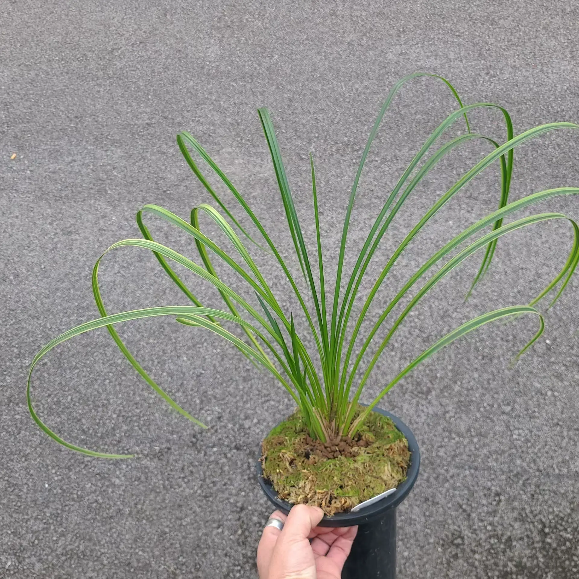 秋芝转色霸气边稿艺喜欢霸气的来。实物更漂亮 有想入手的，