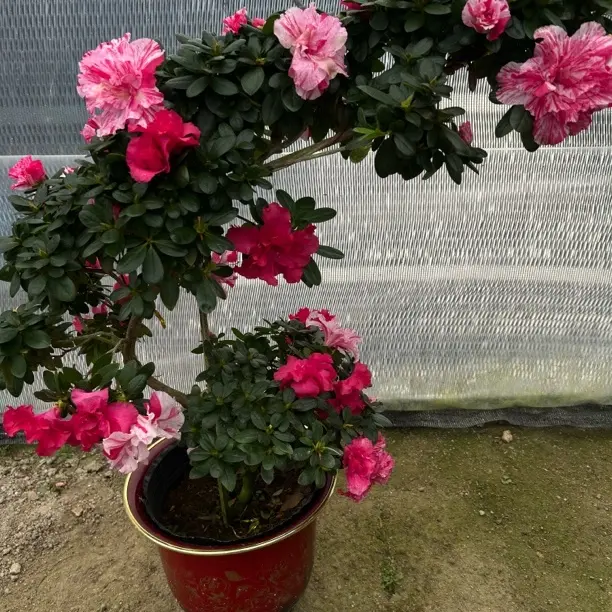 精品造型五宝喷砂