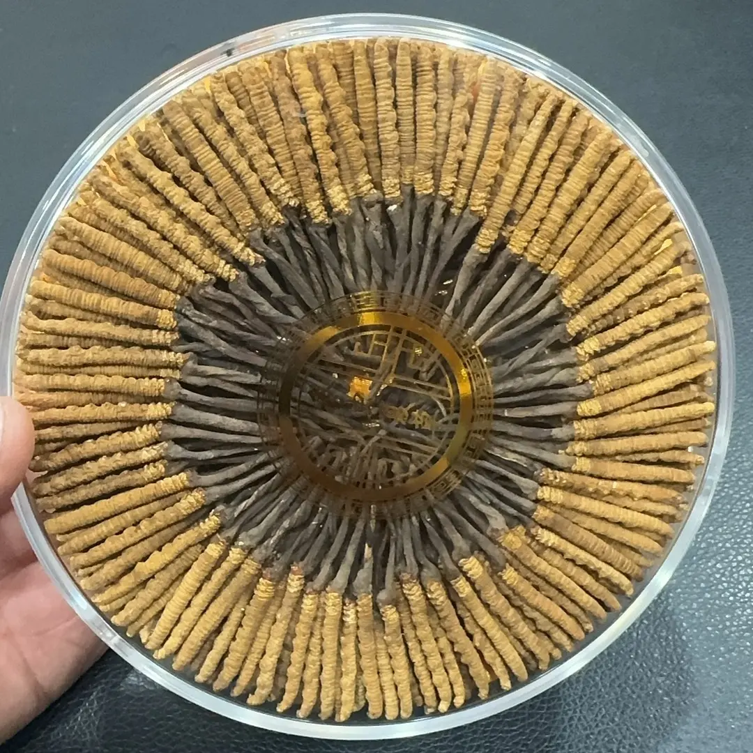 玉树高海拔冬虫夏草