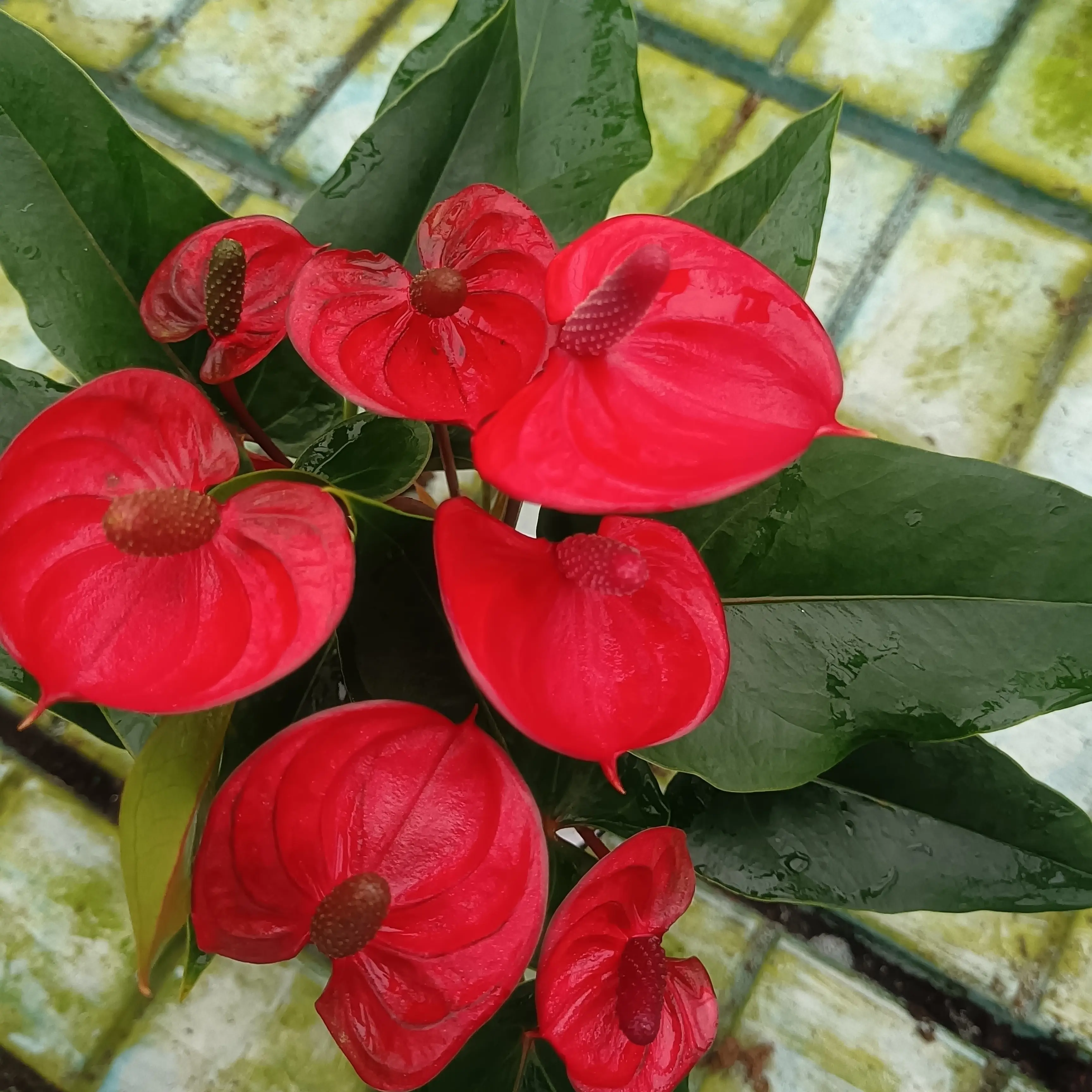 【红掌-小娇120杯水培】鸿远当头四季开花水培