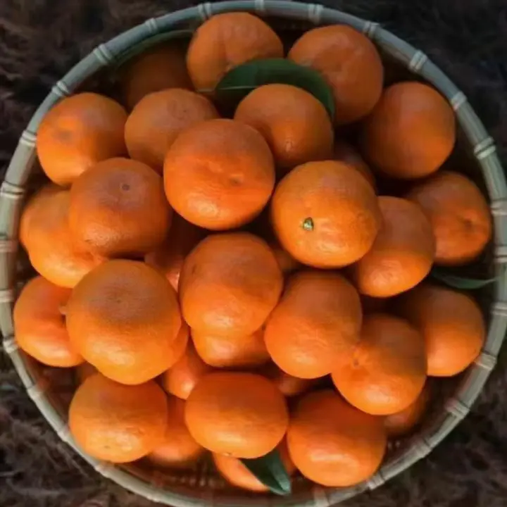 浙江临海涌泉蜜橘皮薄肉厚无籽无核香甜多汁