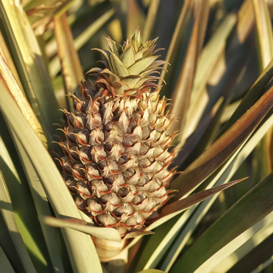 树上熟香甜凤梨 菠萝本味十足