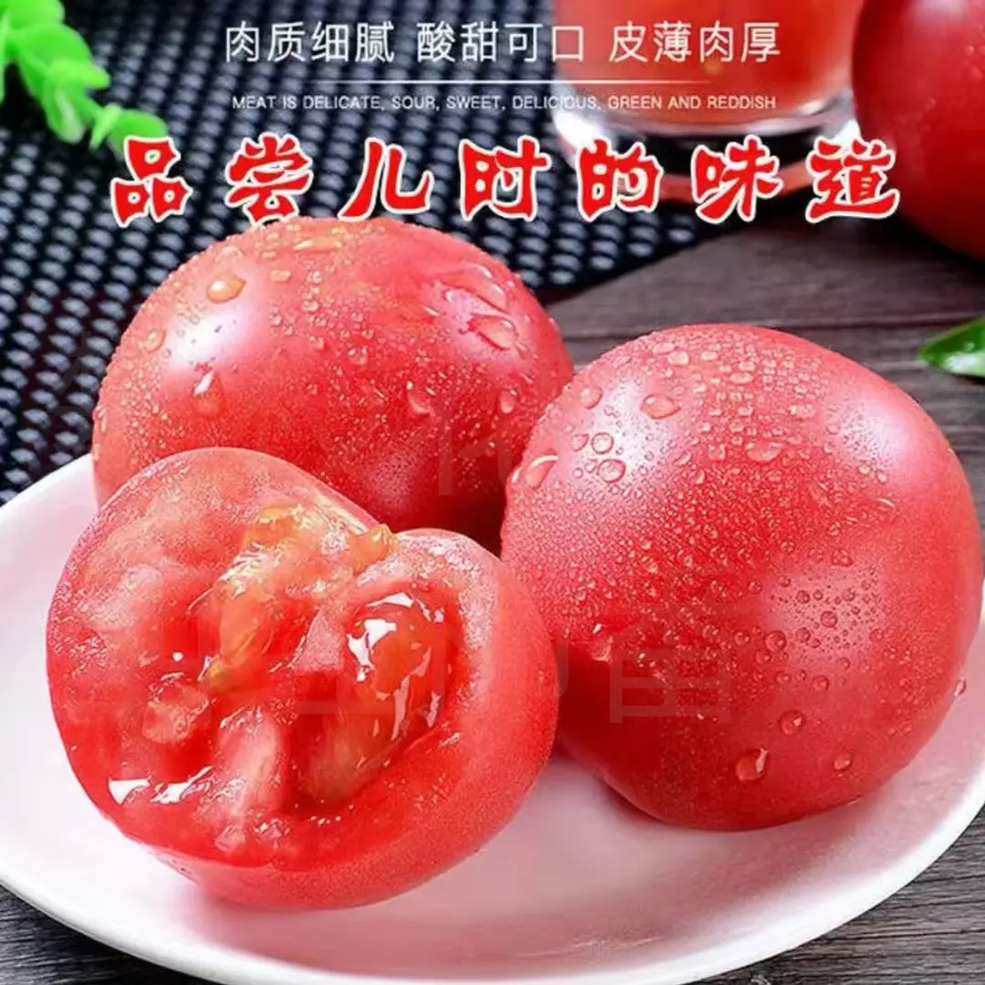 攀枝花西红柿自然熟酸甜多汁新鲜现摘应季水果蔬菜
