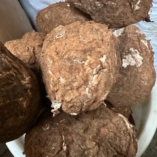 新鲜茯苓 煲汤煮水 可手工砍块