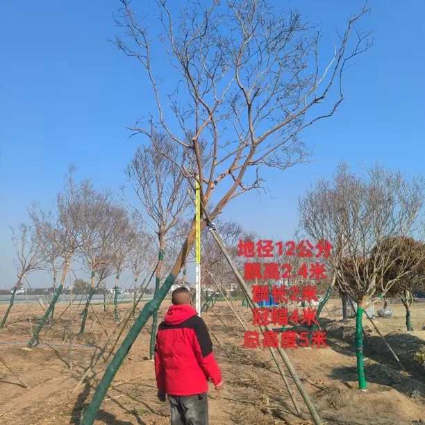 小叶老紫薇，花期长达100天