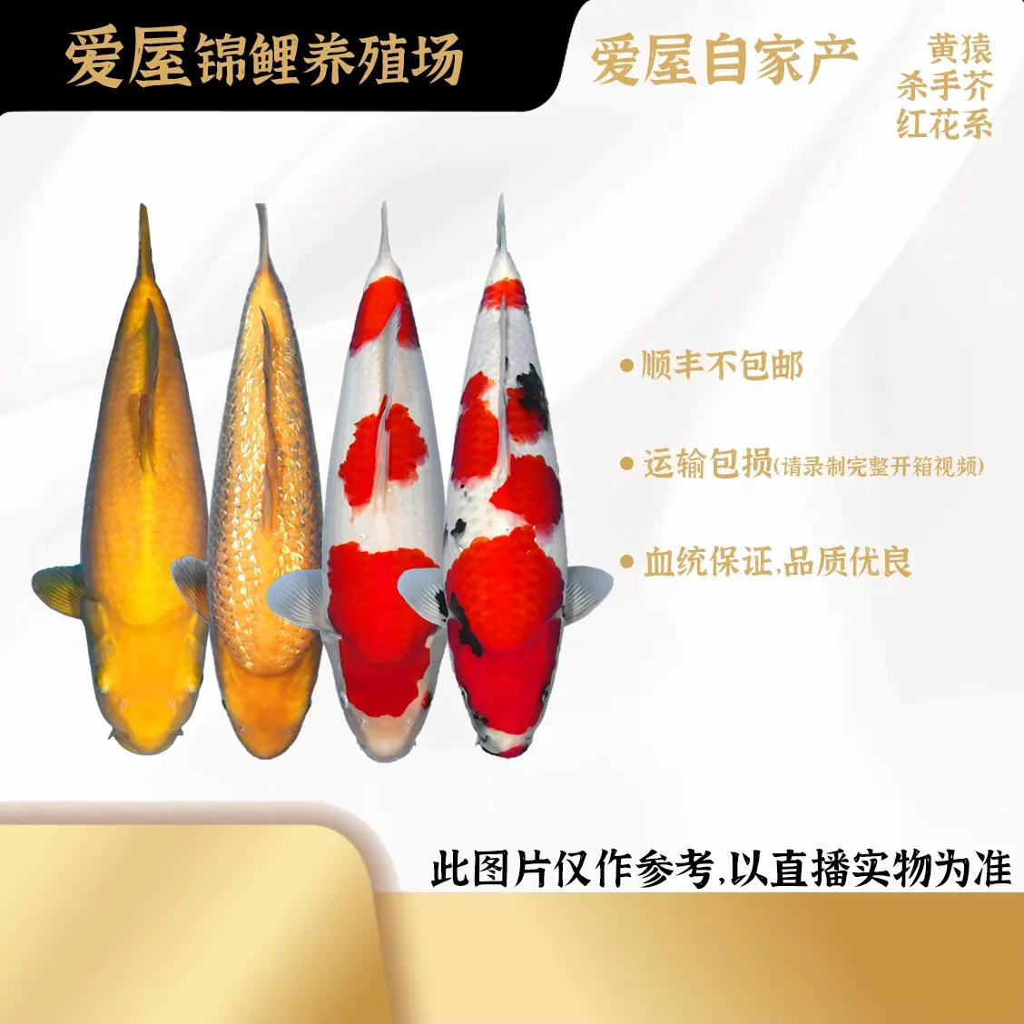 【爱屋锦鲤】血统锦鲤红白大正介子具体尺寸和品类以直播间为准