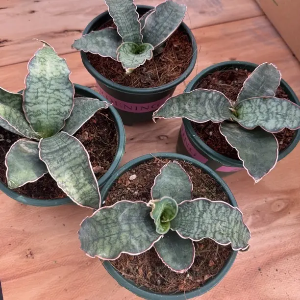 龙翼虎皮兰多肉植物室内防辐射好养易活办公桌绿植盆栽