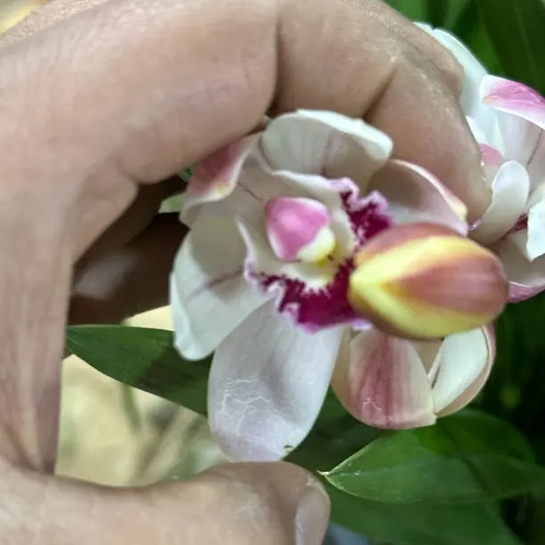 （阿伟家）大花蕙兰 白天鹅 粉白色