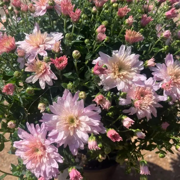 《少女粉》球菊千头菊四季开花盆栽室内外阳台好养活多年生花卉