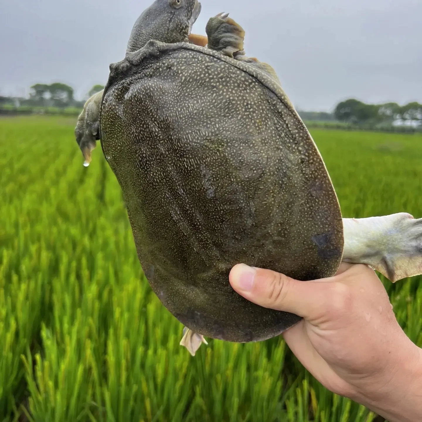 鲜活生态甲鱼【2只装】共5-6斤生猛中华鳖青背水鱼到家