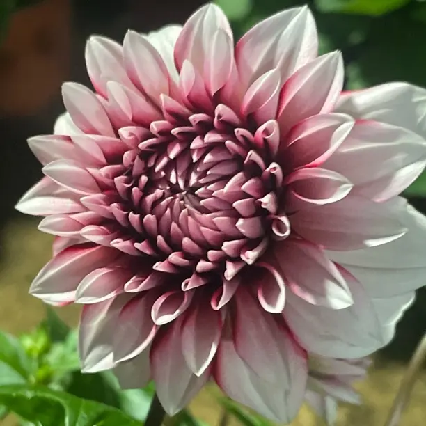 《草莓圣代大丽花》盆栽带花苞四季开花好养的花卉绿