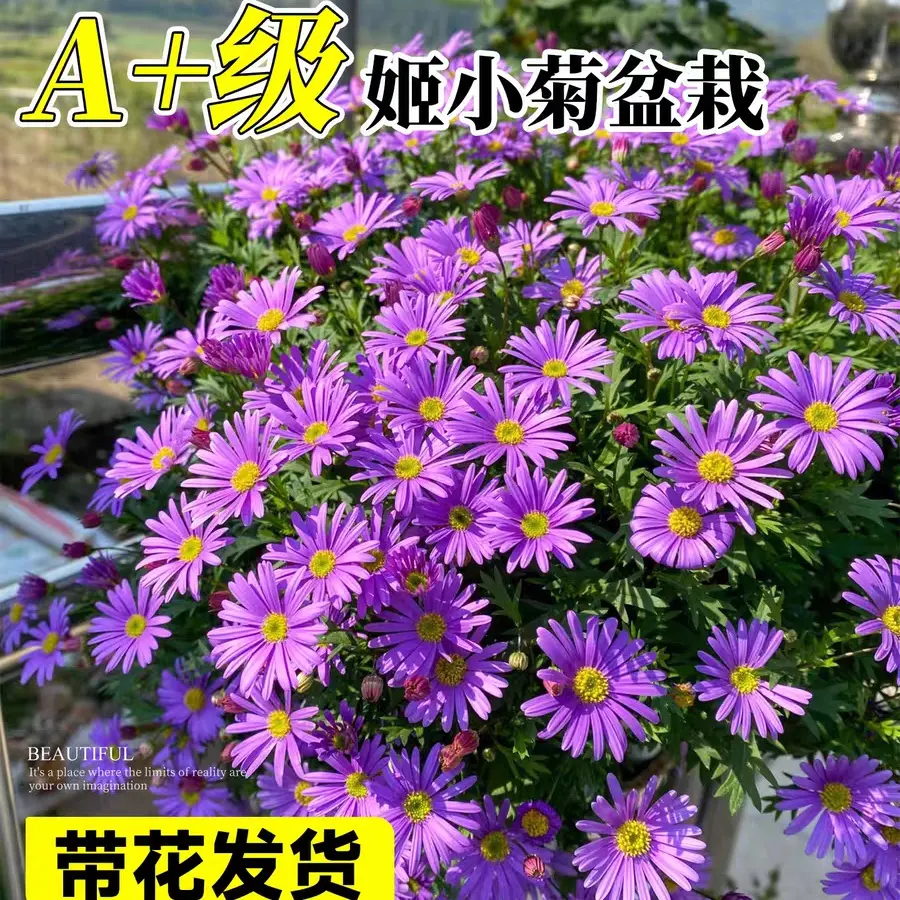 姬小菊盆栽带花苞四季开花适合阳台庭院多年生好养花卉植物