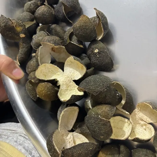 广西浦北老树三花青皮陈皮原材料现摘现晒 带清香味