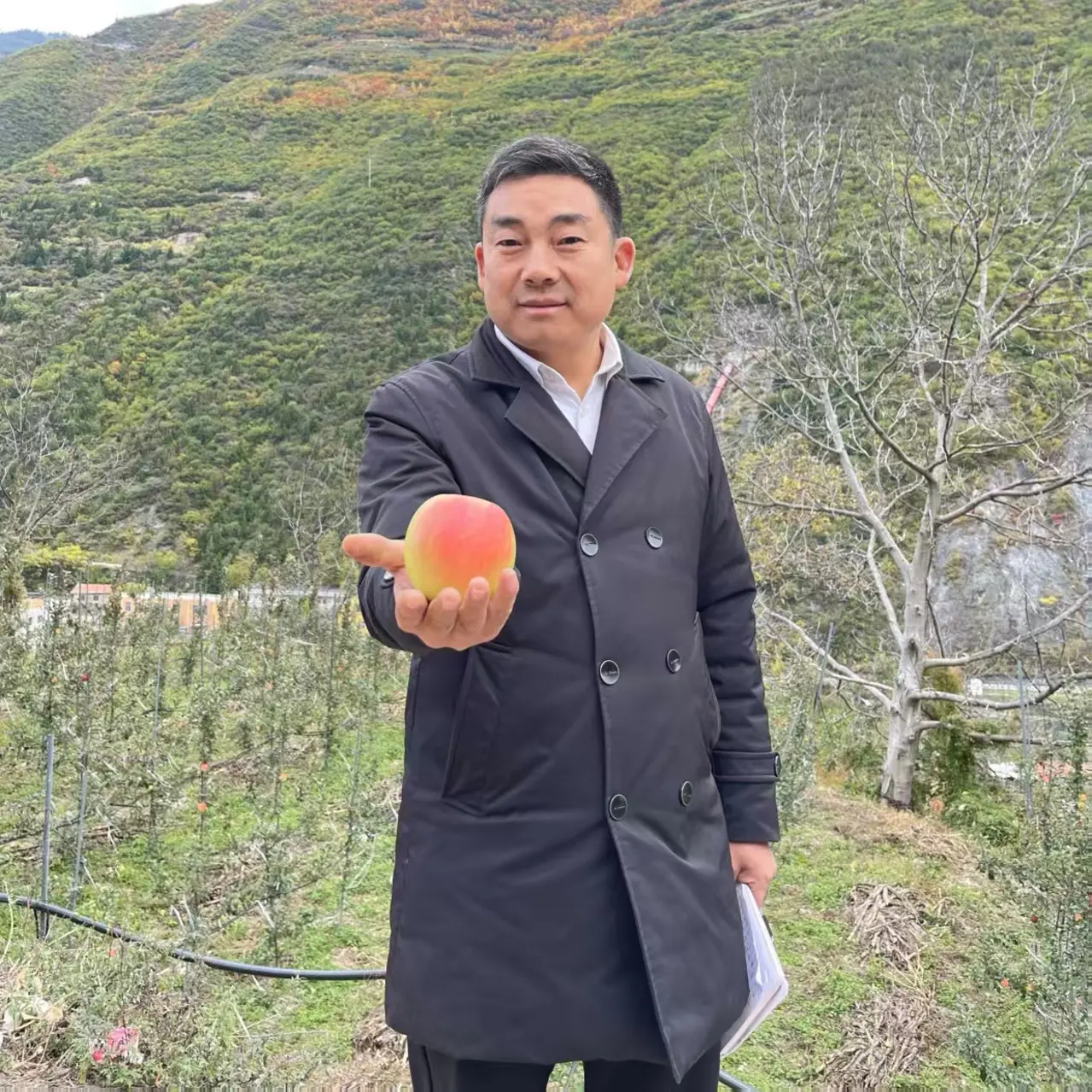 【乡村CEO】正宗阿坝高山瑞雪脆甜多汁