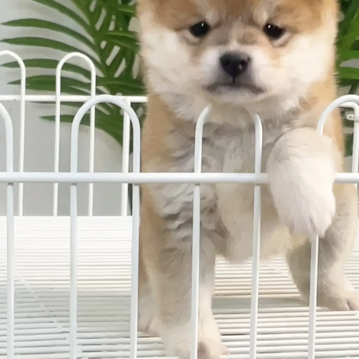 甜美系柴犬幼犬抱枕式狗狗伴侣犬可爱聪明的小柴