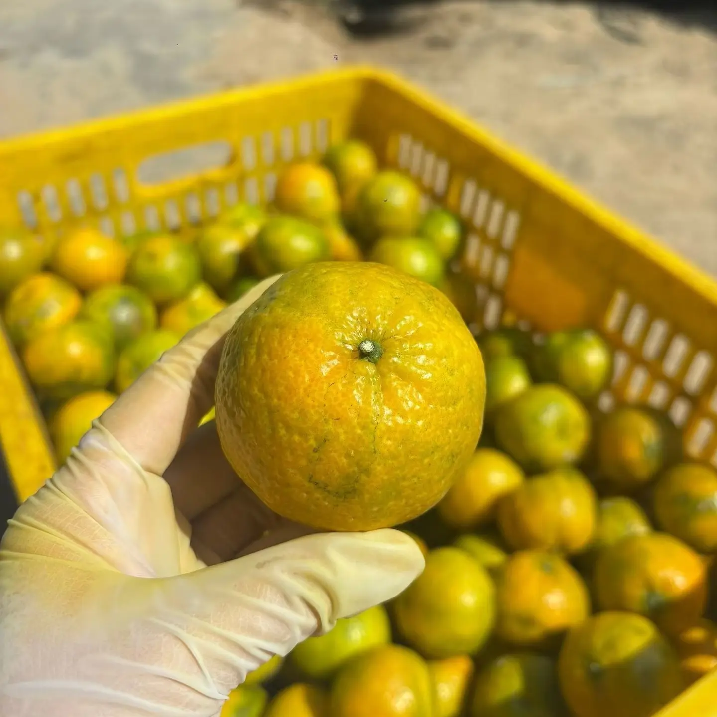 广西茶枝柑陈皮果现摘新鲜 二红 