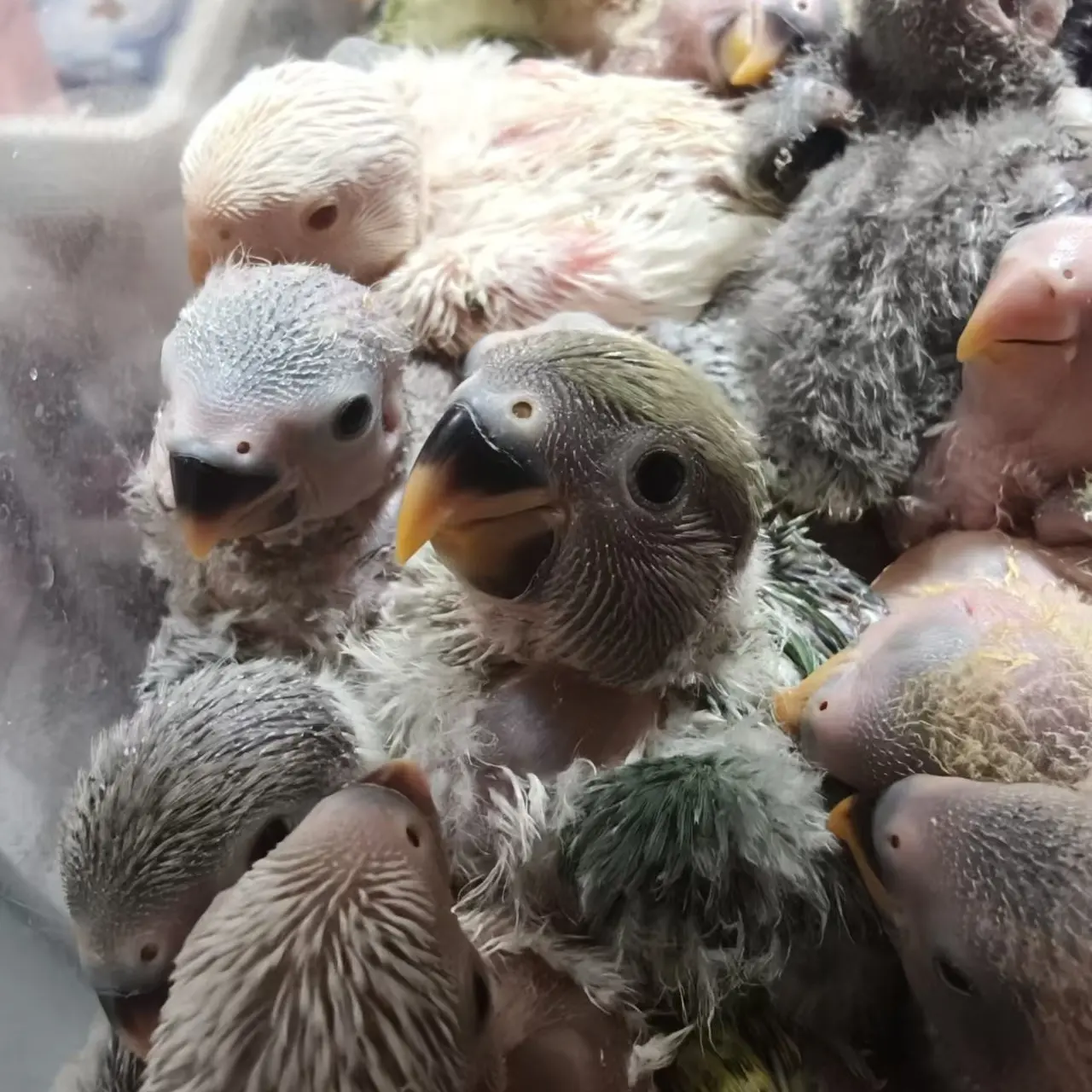 牡丹鹦鹉活体手养半毛幼鸟亲人观赏宠物