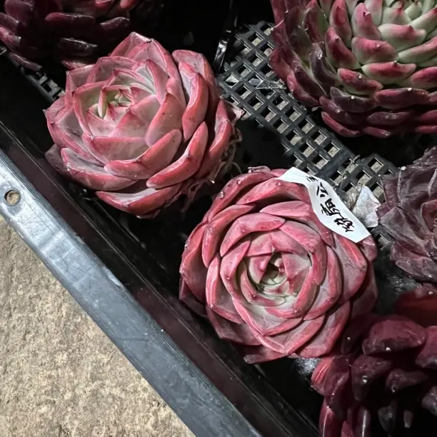 铁扇公主 多肉植物室内外好养防辐射盆栽花卉