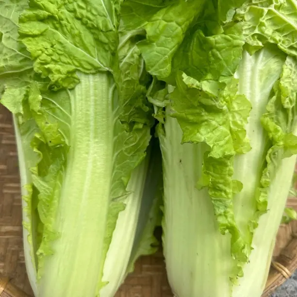 新鲜黄心长白菜应季蔬菜口感清甜