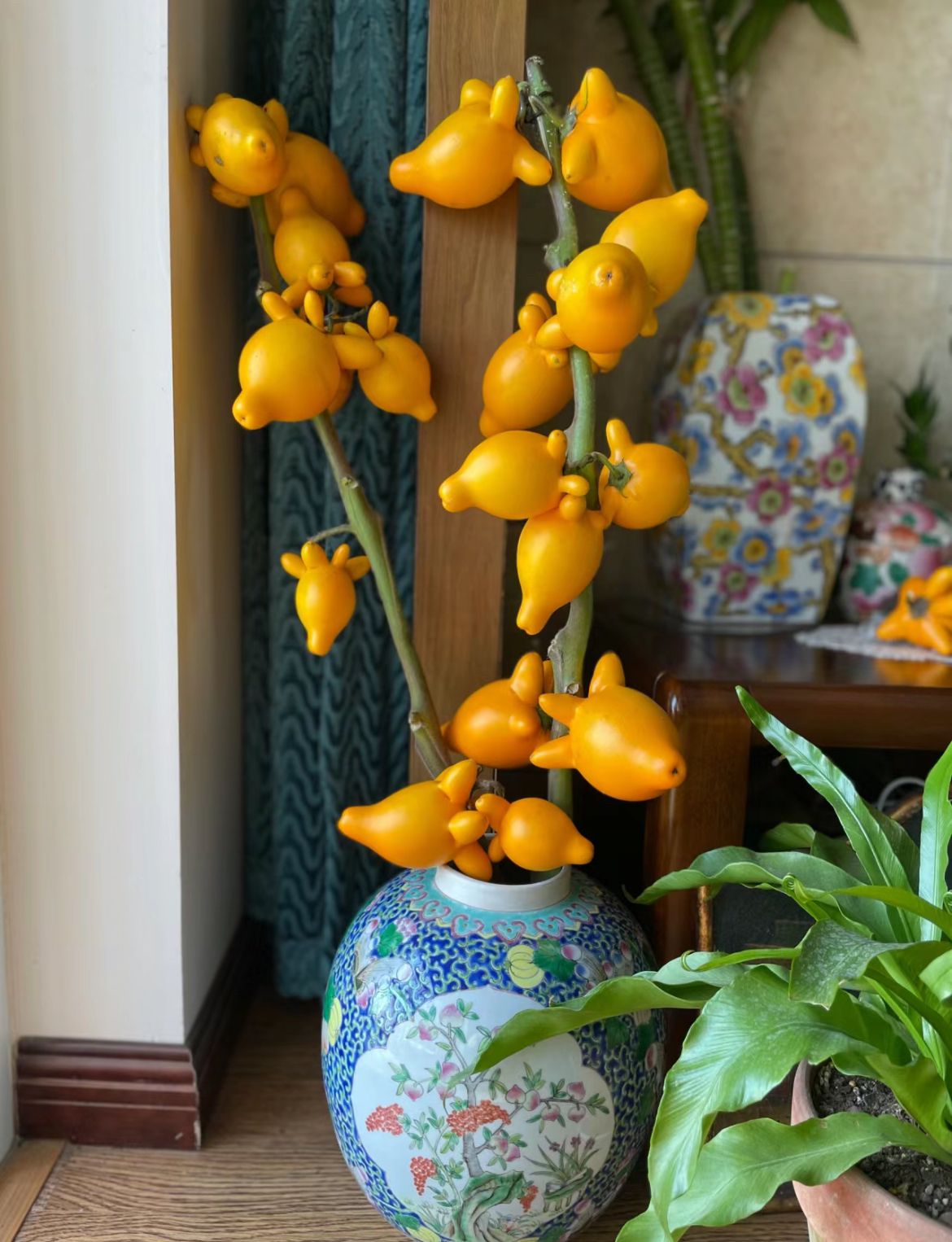 【五代同堂果】 60cm--70cm不需水干插干养 花期长 云南高端鲜花材