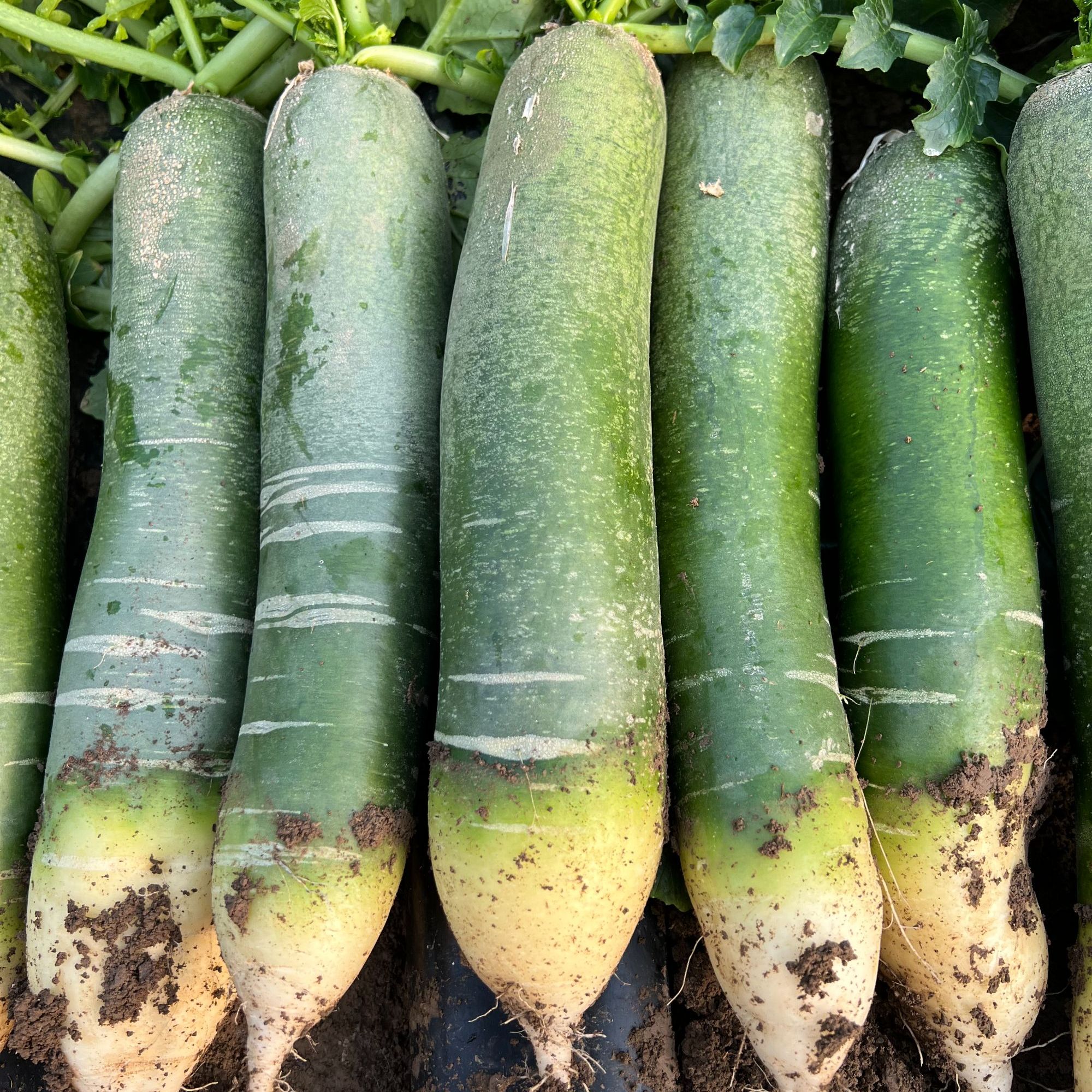 正宗潍坊青萝卜 潍县萝卜 潍县高脚青 细长嘎嘣脆一包水