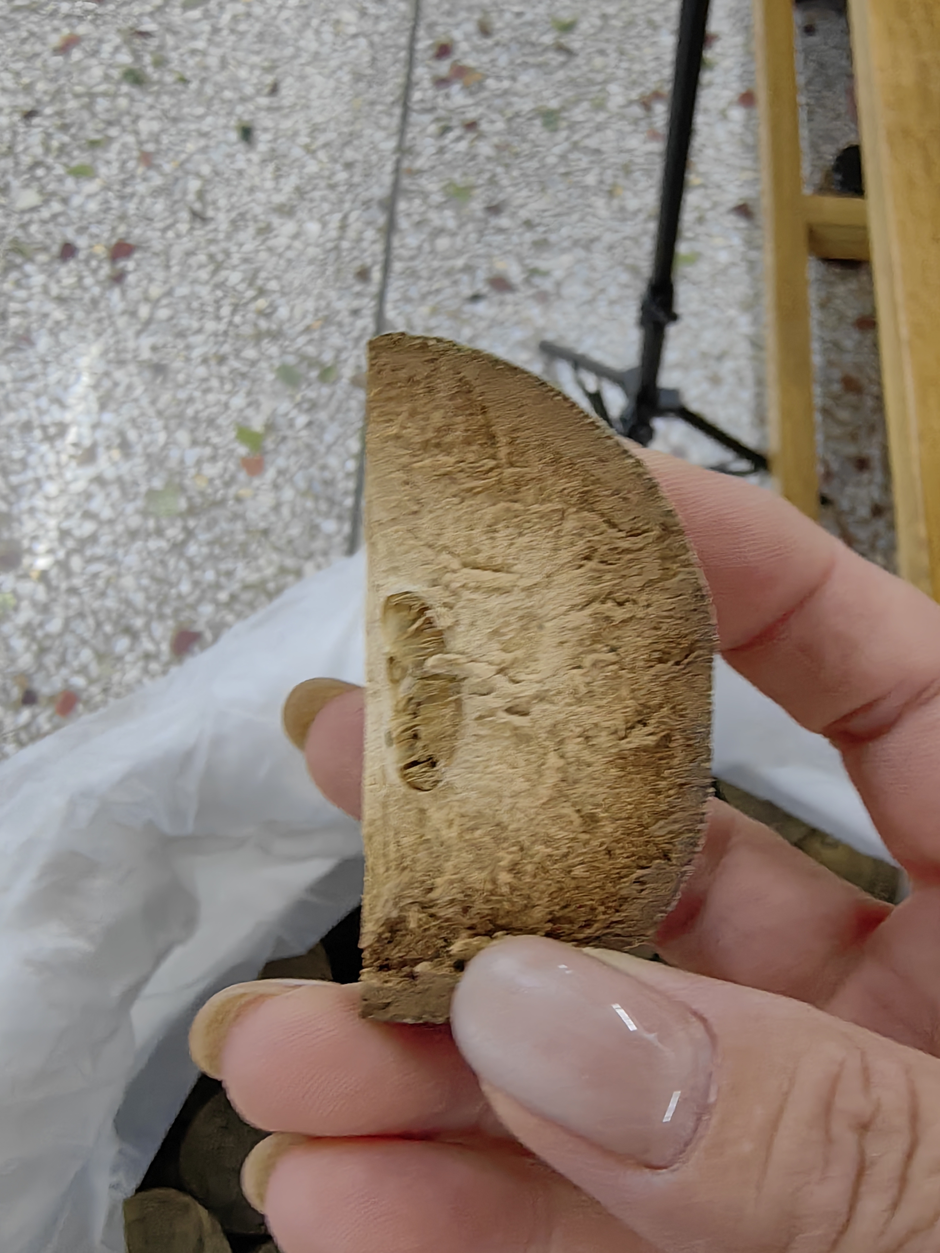 化橘红2001年老圆果甘醇可口怎么煮都不苦